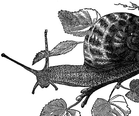 Free Public Domain Snail Images - The Graphics Fairy Pngtree provides millions of free png, vectors, clipart images and psd graphic resources for designers.|