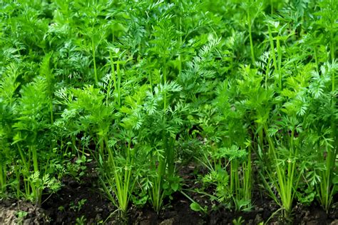 How To Grow Carrots