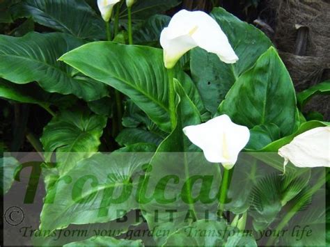 Buy Zantedeschia Aethiopica Arum Lily From Tropical Britain