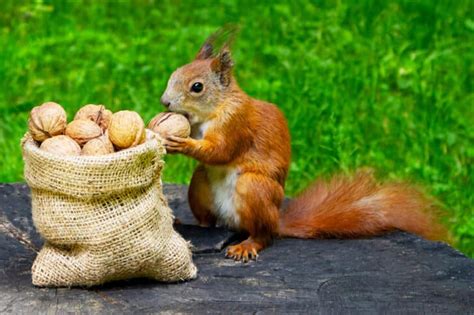 How To Prevent And Get Rid Of Squirrels In Your Garden