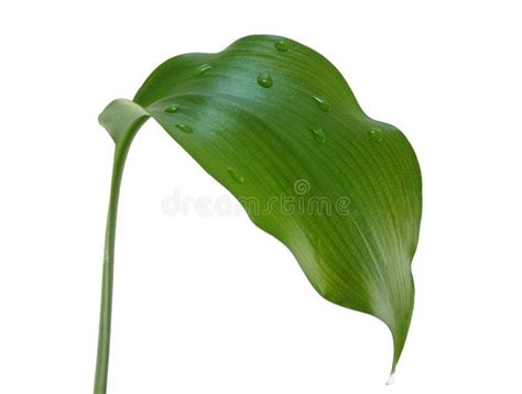 Green Leaf Stock Photo Image Of Close Summer Leaf Textured 8636764