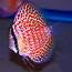 Blue Body Red Leopard Snakeskin – Discus Madness