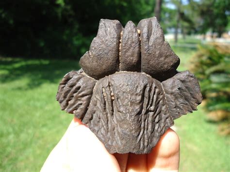 Super Detailed Turtle Nuchal Recently Sold Fossils Prehistoric Florida