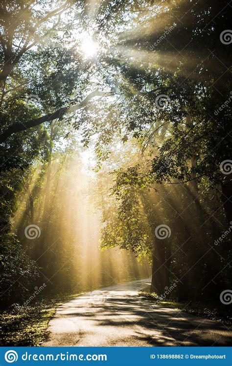 Sun Rays Through Trees Falling On The Road Stock Photo Image Of Scene