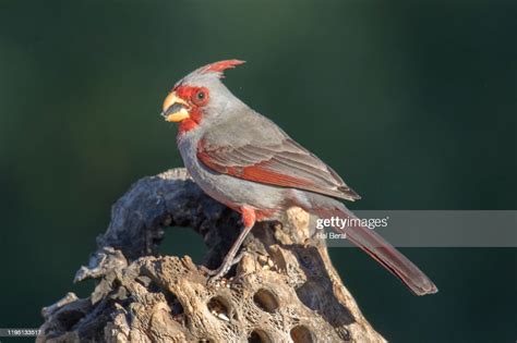 Pyrrhuloxia Eating High Res Stock Photo Getty Images