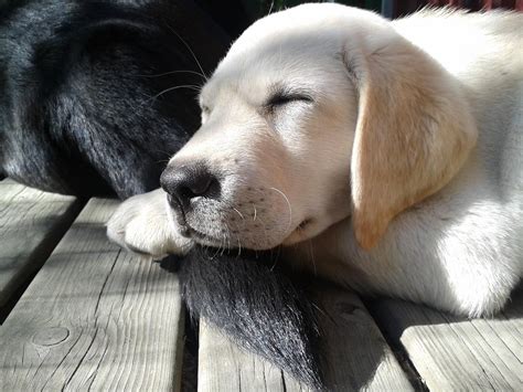 Yellow Lab Puppy Sleeping Lab Dogs Cute Puppies Dogs And Puppies