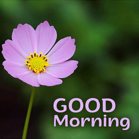 Good morning friends.uvw created by united virtual worlds daniel barrett and friends. Brighten up the day of your friends with Good Morning flowers Images in 2020 | Good morning ...