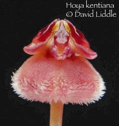 What do you need to know about hoya shepherdii? kentiana/wayetti info