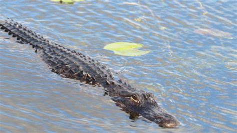 Is The American Alligator Population In Tuscaloosa Increasing