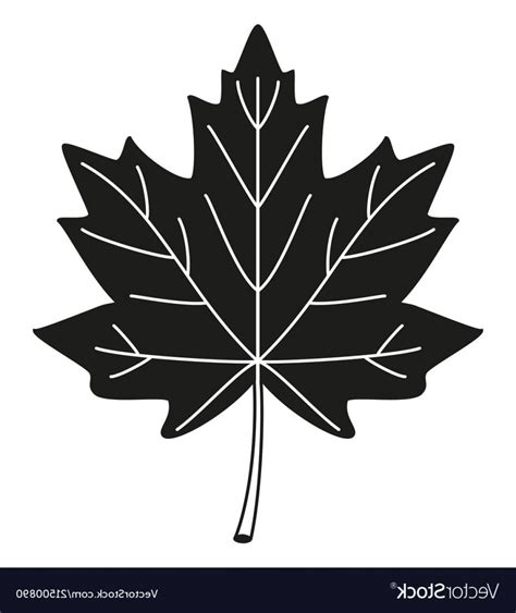 Maple Leaf Vector At Collection Of Maple Leaf Vector