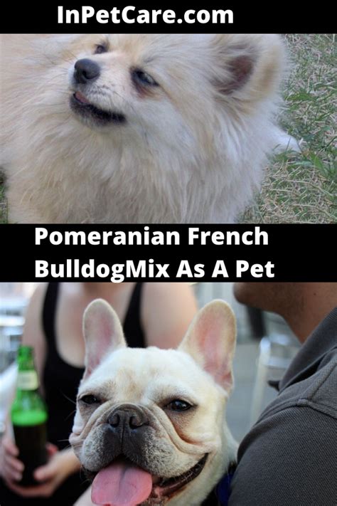 Browse and find french bulldog puppies today, on the uk's leading dog only classifieds site. Tags: pomeranian french bulldog mix french bulldog and ...