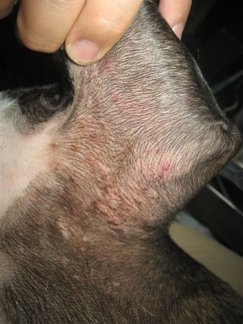 Dog Skin Bumps Pictures Petfinder