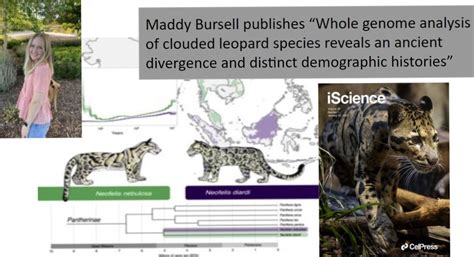 Clouded Leopard Size