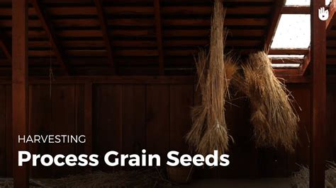 How To Process Grains Grow An Organic Garden Sikana