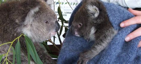 Conservation Ecology Centre Cape Otway