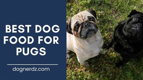 10 Best Dog Foods For Pugs 2024 Review Dog Nerdz