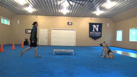 Skylar German Shepherd Dog Boot Camp Training Video Youtube