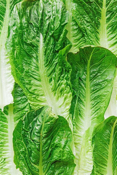 Romaine Lettuce 101 Everything You Need To Know Live Eat Learn