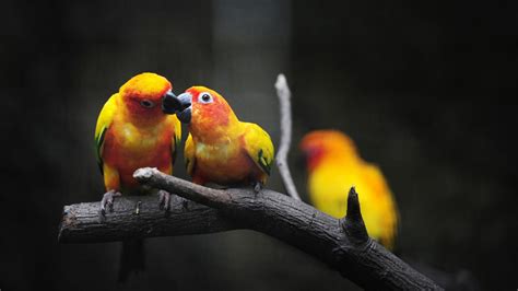 Cute Love Birds Kissing Photo Hd Wallpaper Preview