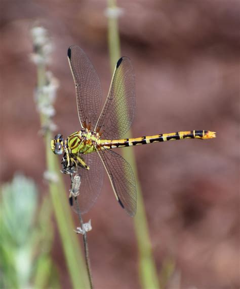 Yellow And Black Dragonfly Ii Taken In Nc Damselflies Dragonflies