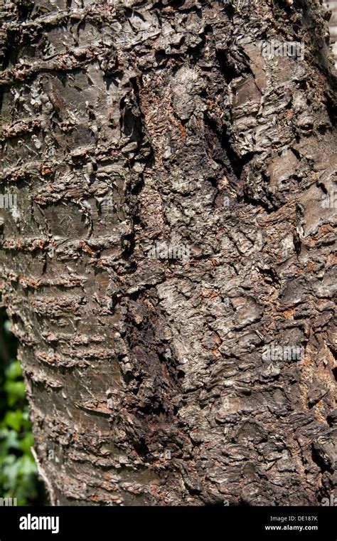 Cherry Tree Bark Stock Photo Alamy