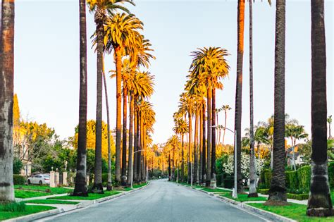 Where To Find The Famous Palm Tree Lined Street In Beverly Hills