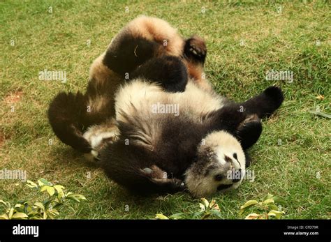 Giant Panda Pandas Playing Macau Pandas Pavillion Macau Stock Photo