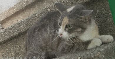 hissing cat gifs find share  giphy