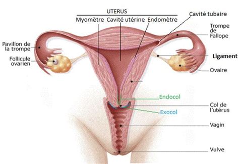 Anatomie Appareil Génital Féminin Externe