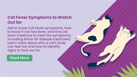 Cat Fever Symptoms To Watch Out For