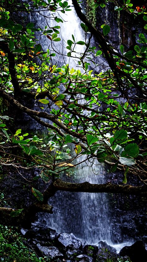 Free Images Tree Nature Waterfall Wilderness Wood Night