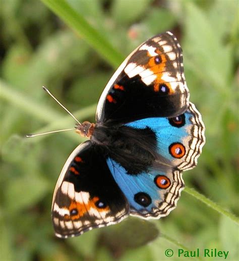Butterflies Are One Of A Lot Of Varied As Well As Attractive Insects