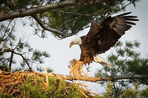 Eagles Nest