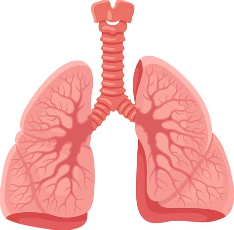 Lungs Png File Png Mart