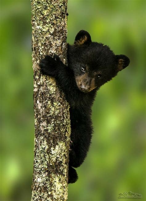So Cute Bear Pictures Cute Animal Pictures Cute Little Animals Cute