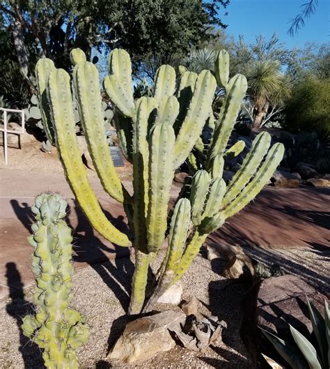 They may be harvested from a fully grown cactus for 25 farming experience for each spine. Landscape Use: Strong accent or focal point for xeric ...
