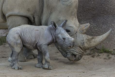Three Day Old Southern White Rhino Relaxes With Mother San Diego Zoo