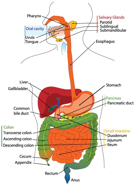 22 1c organs of the digestive system medicine libretexts