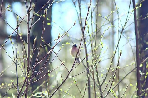 Premium Photo Spring Bird On A Branch Springtime Nature Wildlife Beauty