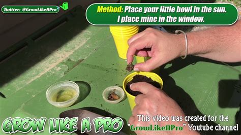 Maybe you would like to learn more about one of these? Growing Potatoes From Eyes 1 - YouTube