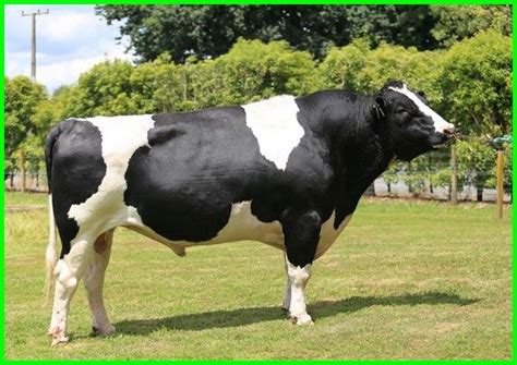 Sapi Friesian Holstein Fh Karakteristik Dan Informasi Lainnya