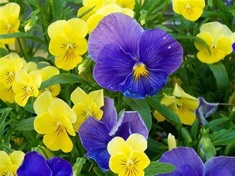 Yellow And Purple Flowers Hd Wallpaper Wallpaper Flare