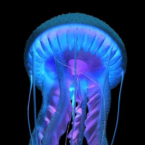 3d Purple Striped Jellyfish Pelagia Noctiluca Turbosquid 1442126