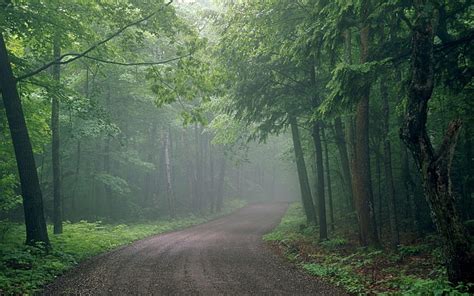 Hd Wallpaper Fog Road Wood Uncertainty Haze Tree Forest Plant