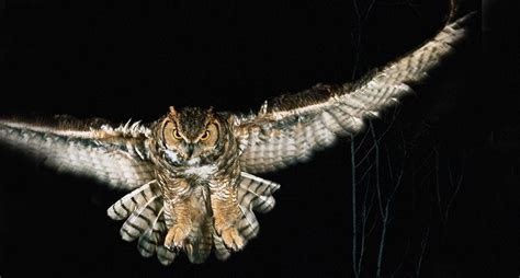 Why Are Some Animals Nocturnal? – Animal Encyclopedia