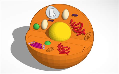 3d Design Hücre Modelihuman Cell Project Tinkercad
