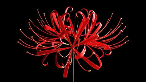 Red Spider Lily Art