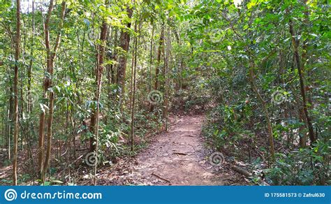 Jungle Track In Tropical Forest Stock Image Image Of Southeast Hiking 175581573