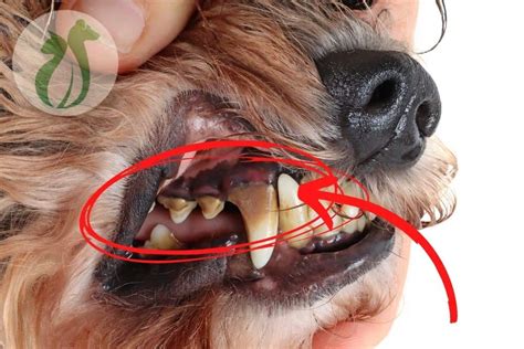 How To Stop Dogs Teeth From Rotting