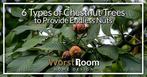 6 Types Of Chestnut Trees To Provide Endless Nuts Worst Room